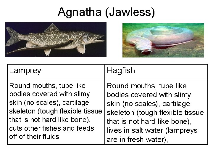 Agnatha (Jawless) Lamprey Hagfish Round mouths, tube like bodies covered with slimy skin (no