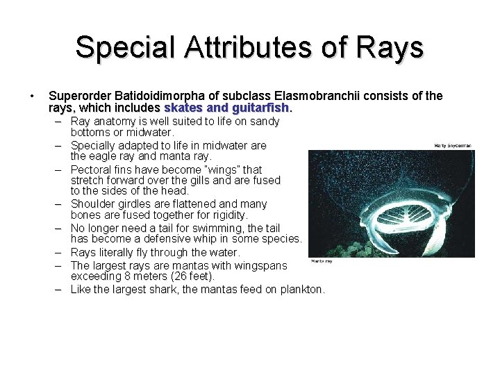 Special Attributes of Rays • Superorder Batidoidimorpha of subclass Elasmobranchii consists of the rays,