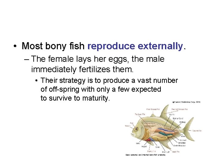  • Most bony fish reproduce externally. – The female lays her eggs, the