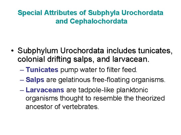 Special Attributes of Subphyla Urochordata and Cephalochordata • Subphylum Urochordata includes tunicates, colonial drifting