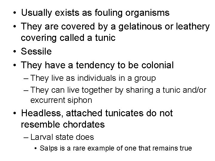  • Usually exists as fouling organisms • They are covered by a gelatinous