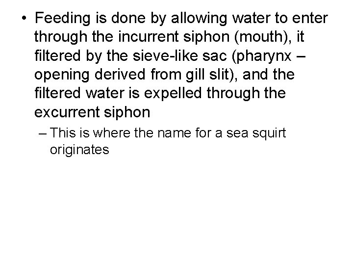  • Feeding is done by allowing water to enter through the incurrent siphon