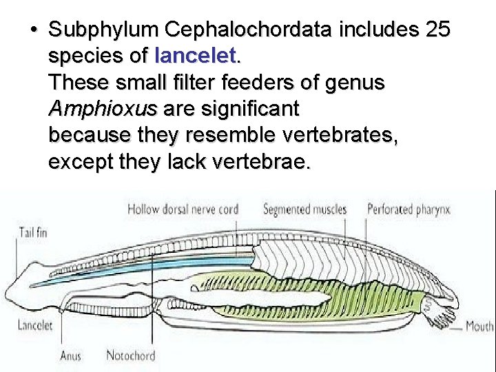  • Subphylum Cephalochordata includes 25 species of lancelet. These small filter feeders of