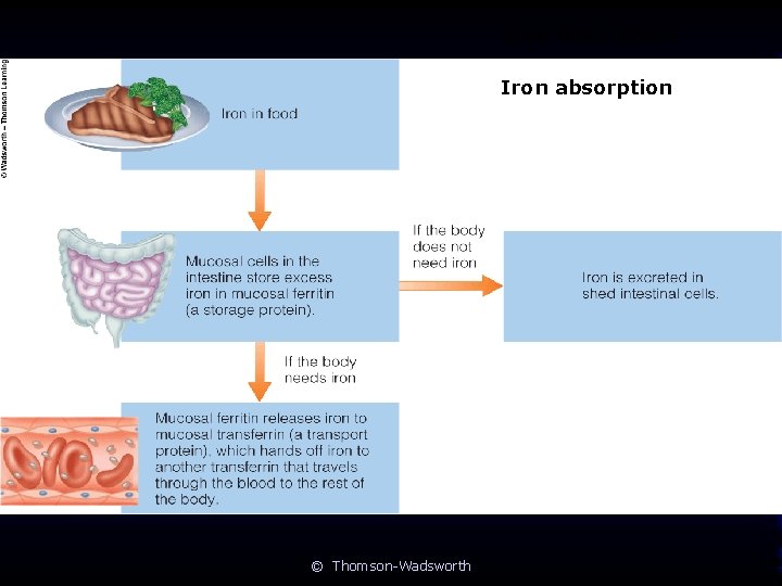 Iron Absorption Iron absorption © Thomson-Wadsworth 