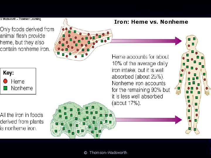 Iron Absorption Iron: Heme vs. Nonheme © Thomson-Wadsworth 