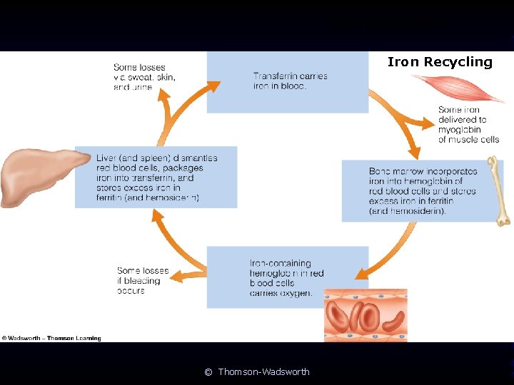 Iron Absorption Iron Recycling © Thomson-Wadsworth 