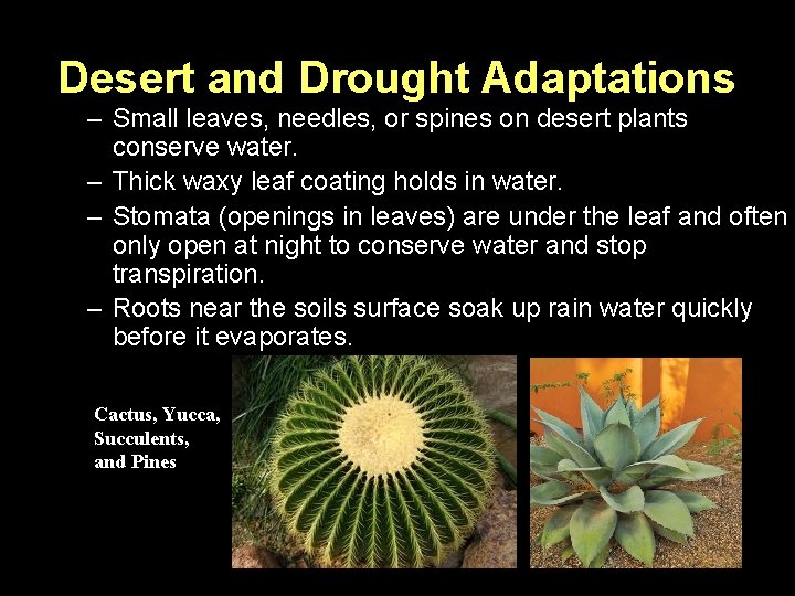 Desert and Drought Adaptations – Small leaves, needles, or spines on desert plants conserve