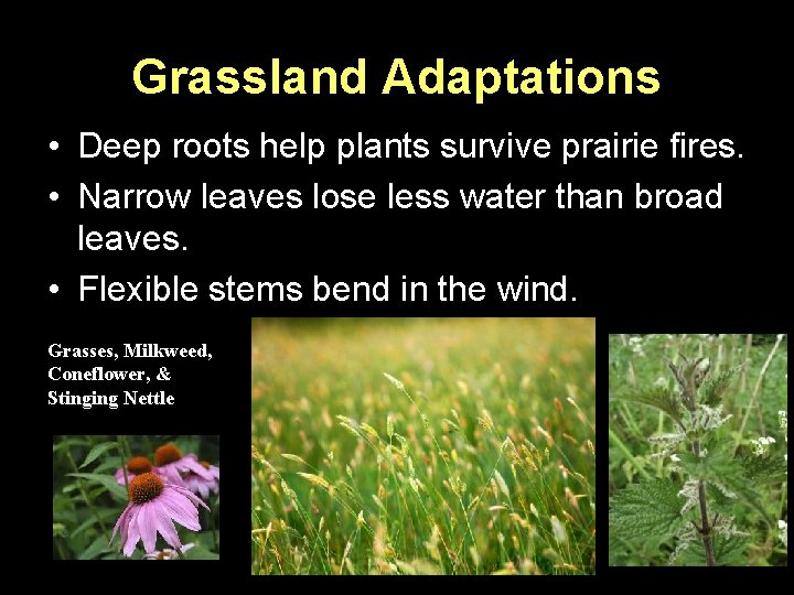 Grassland Adaptations • Deep roots help plants survive prairie fires. • Narrow leaves lose