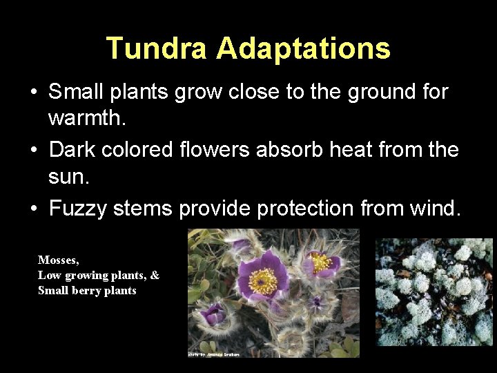 Tundra Adaptations • Small plants grow close to the ground for warmth. • Dark