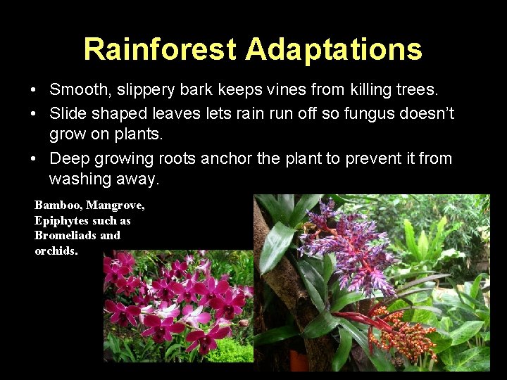 Rainforest Adaptations • Smooth, slippery bark keeps vines from killing trees. • Slide shaped