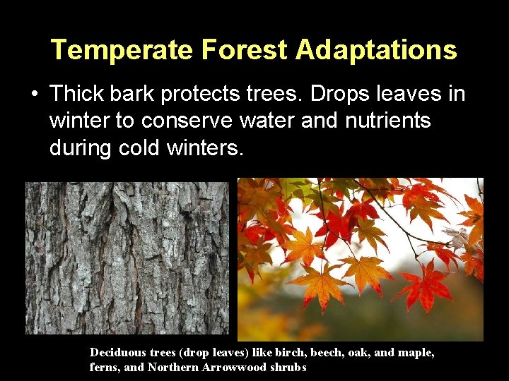Temperate Forest Adaptations • Thick bark protects trees. Drops leaves in winter to conserve