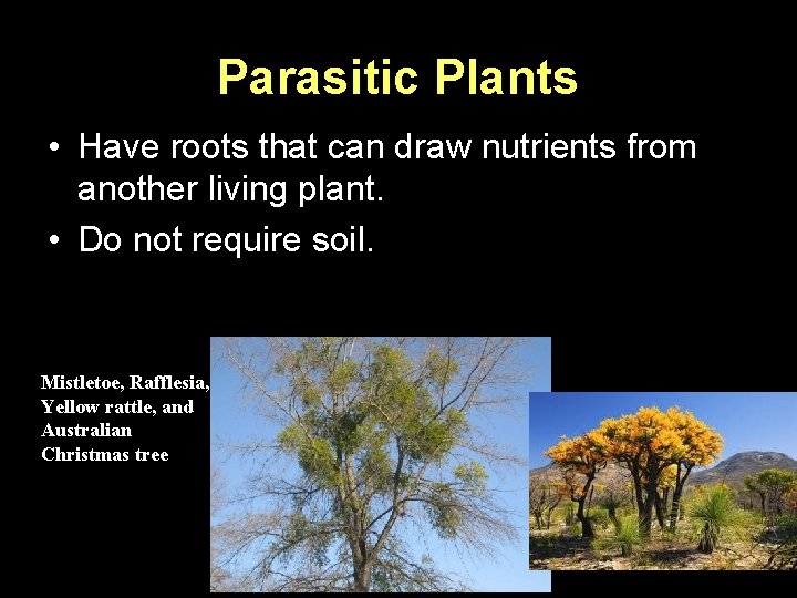 Parasitic Plants • Have roots that can draw nutrients from another living plant. •