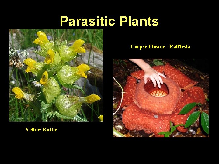 Parasitic Plants Corpse Flower - Rafflesia Yellow Rattle 