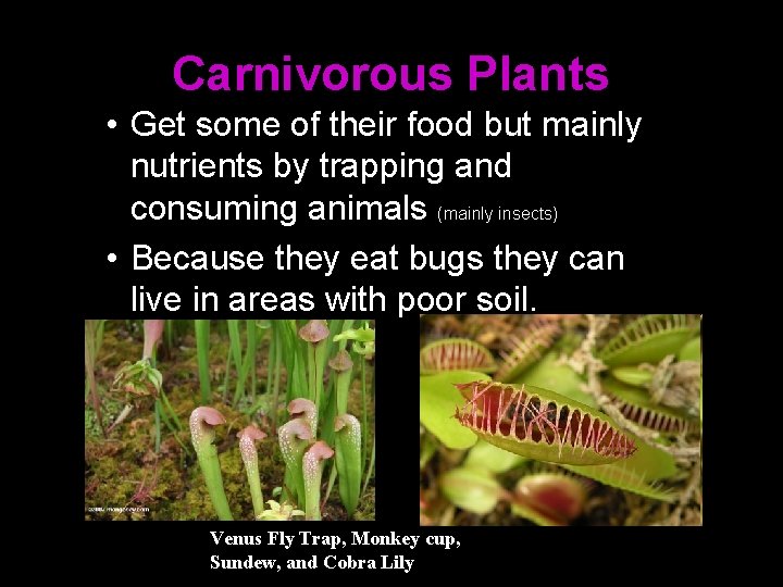 Carnivorous Plants • Get some of their food but mainly nutrients by trapping and