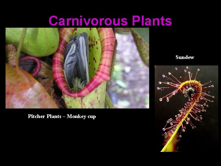 Carnivorous Plants Sundew Pitcher Plants – Monkey cup 