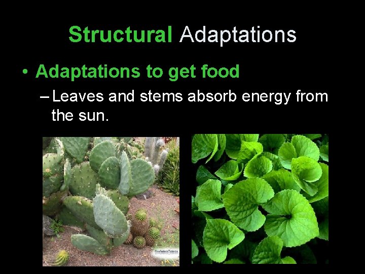 Structural Adaptations • Adaptations to get food – Leaves and stems absorb energy from