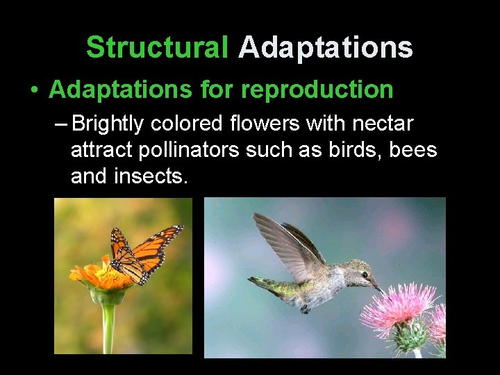 Structural Adaptations • Adaptations for reproduction – Brightly colored flowers with nectar attract pollinators