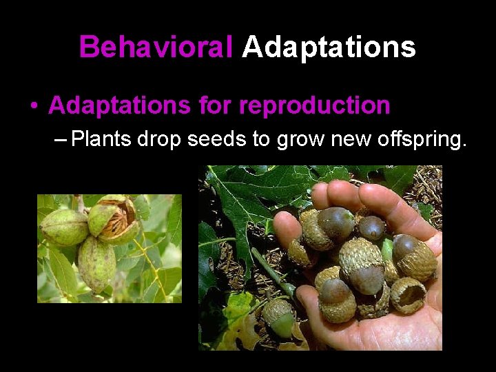 Behavioral Adaptations • Adaptations for reproduction – Plants drop seeds to grow new offspring.