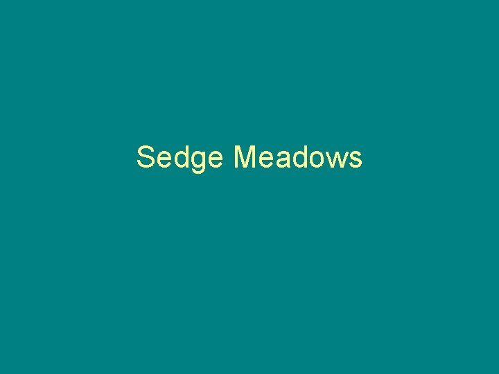 Sedge Meadows 