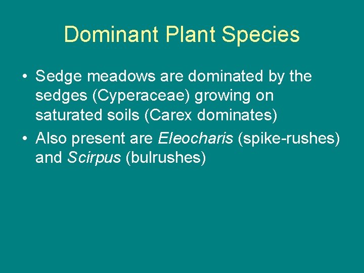 Dominant Plant Species • Sedge meadows are dominated by the sedges (Cyperaceae) growing on