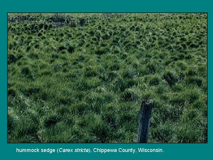 hummock sedge (Carex stricta), Chippewa County, Wisconsin. 