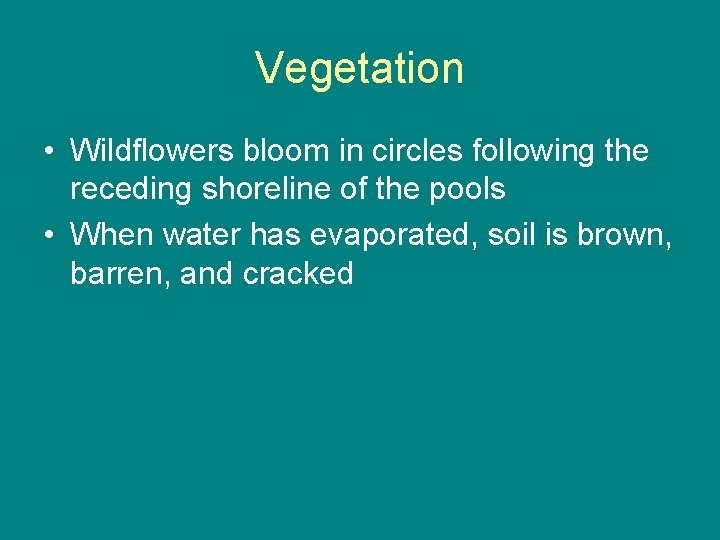 Vegetation • Wildflowers bloom in circles following the receding shoreline of the pools •