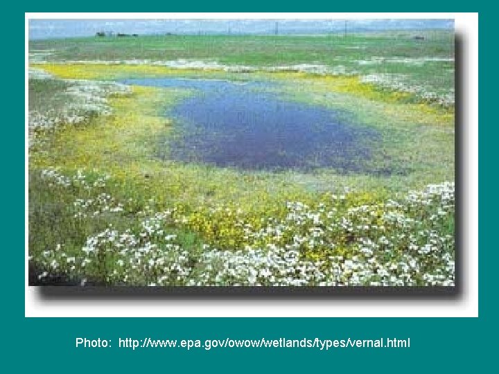 Photo: http: //www. epa. gov/owow/wetlands/types/vernal. html 