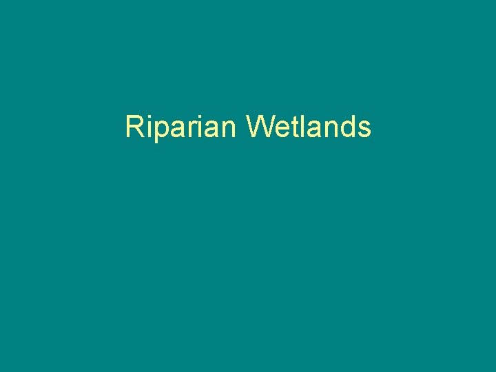 Riparian Wetlands 