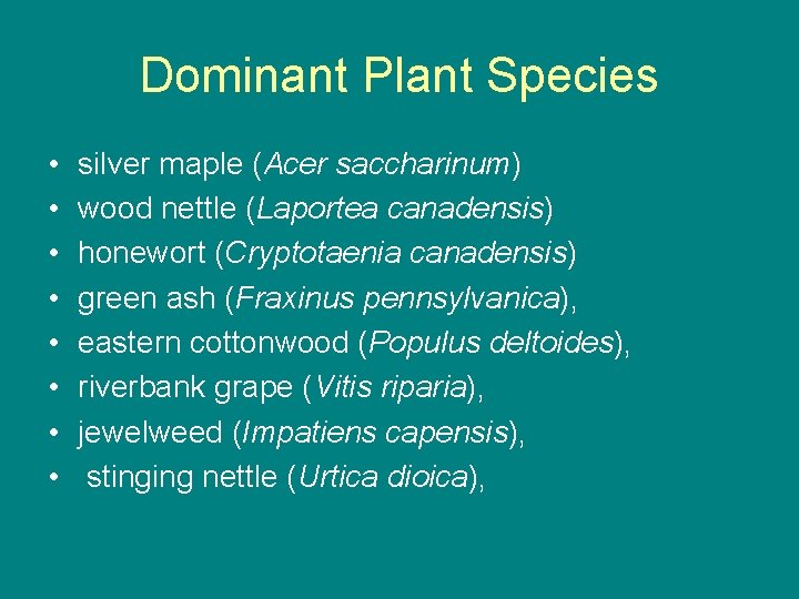 Dominant Plant Species • • silver maple (Acer saccharinum) wood nettle (Laportea canadensis) honewort