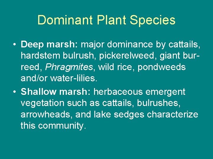 Dominant Plant Species • Deep marsh: major dominance by cattails, hardstem bulrush, pickerelweed, giant