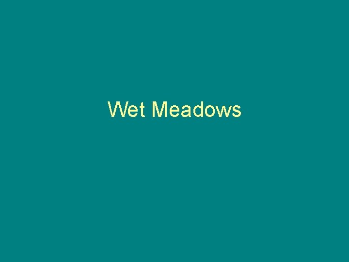 Wet Meadows 