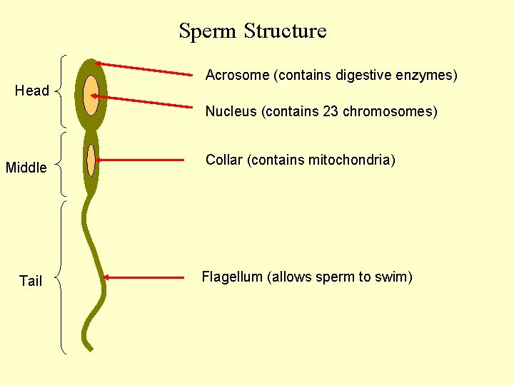 Sperm Structure Acrosome (contains digestive enzymes) Head Nucleus (contains 23 chromosomes) Middle Tail Collar