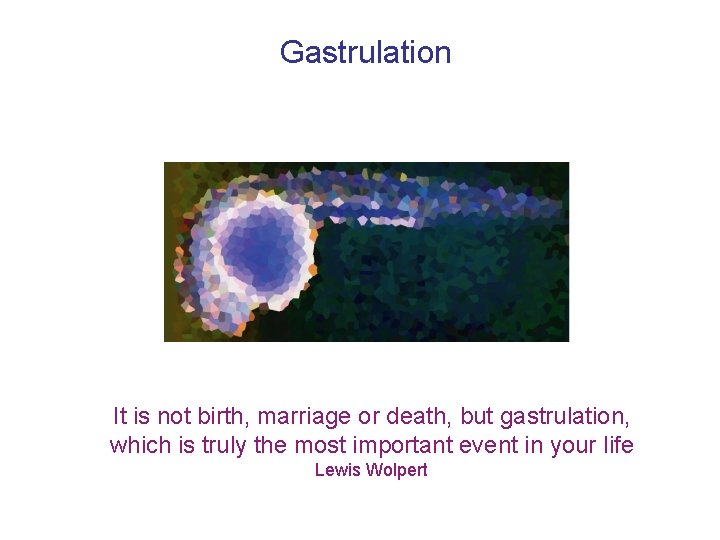 Gastrulation It is not birth, marriage or death, but gastrulation, which is truly the