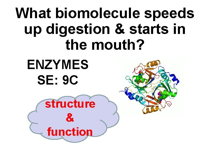 What biomolecule speeds up digestion & starts in the mouth? ENZYMES SE: 9 C