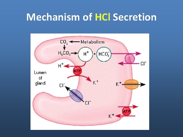 Mechanism of HCl Secretion Mechanism of HCl Secretion