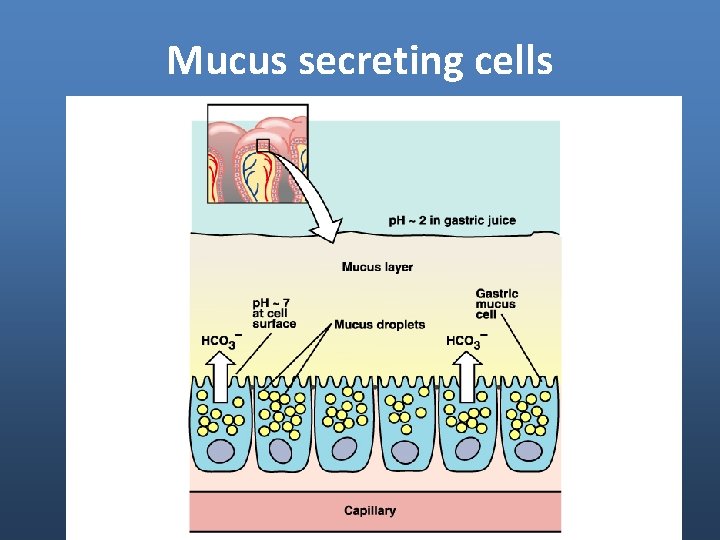 Mucus secreting cells Mucus secreting cells