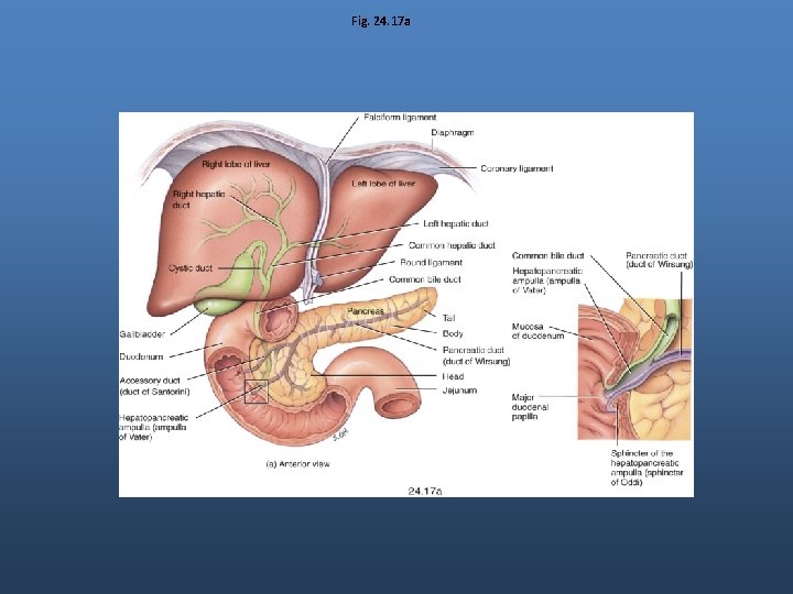 Fig. 24. 17 a Fig. 24. 17 a