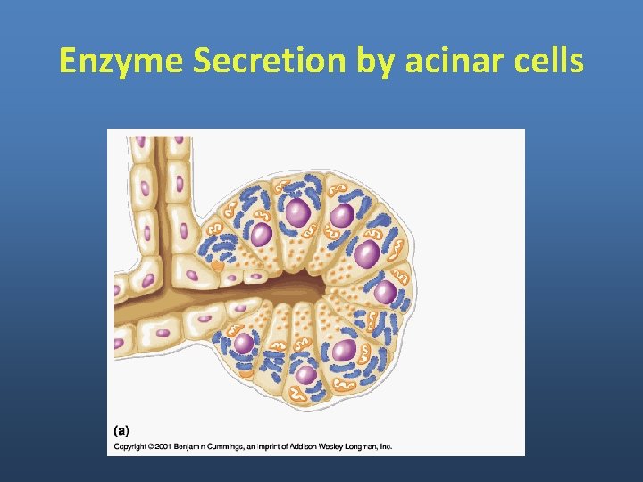 Enzyme Secretion by acinar cells Enzyme Secretion by acinar cells