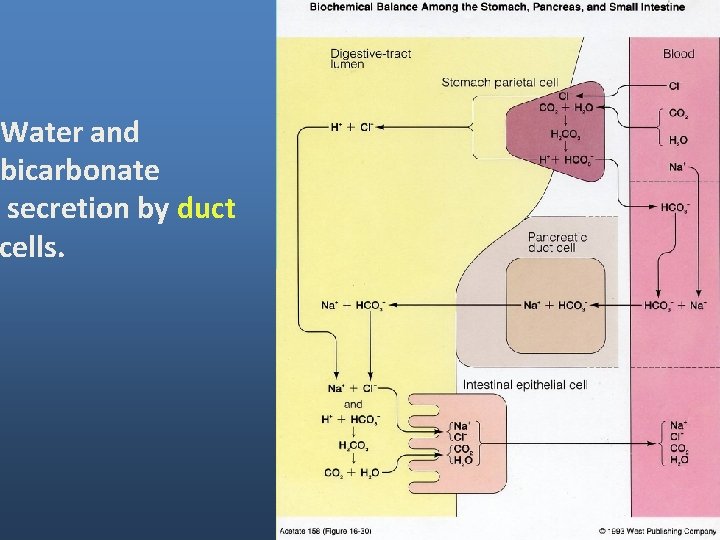 Water and bicarbonate secretion by duct cells. Water and bicarbonate secretion by duct cells.