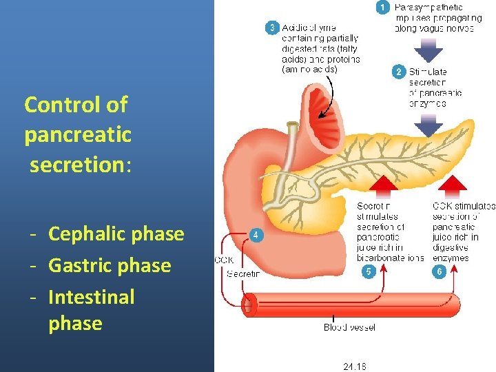 Control of pancreatic secretion: - Cephalic phase - Gastric phase - Intestinal phase Control of pancreatic secretion: - Cephalic phase - Gastric phase - Intestinal phase