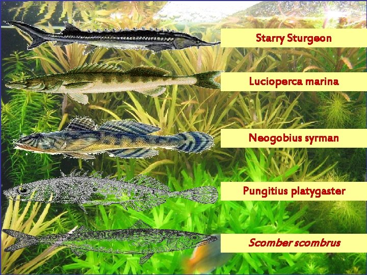 Starry Sturgeon Lucioperca marina Neogobius syrman Pungitius platygaster Scomber scombrus 