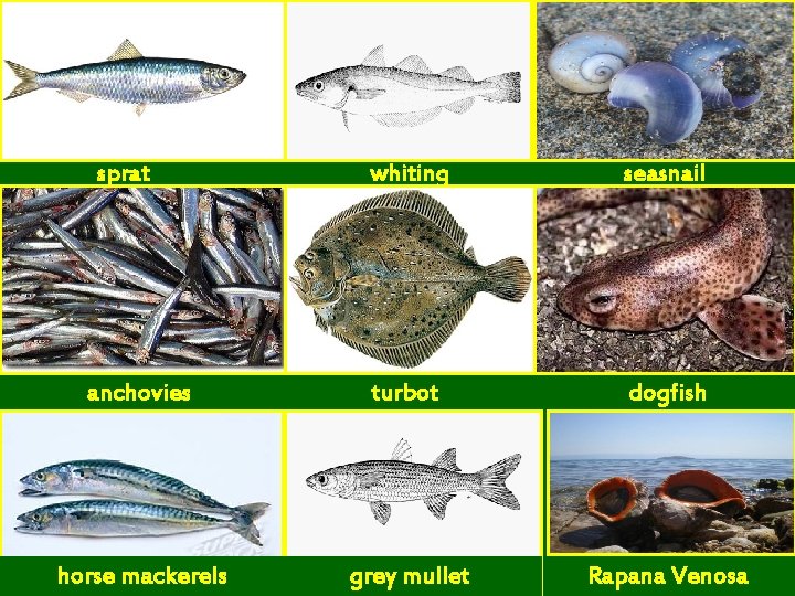 sprat whiting seasnail anchovies turbot dogfish horse mackerels grey mullet Rapana Venosa 