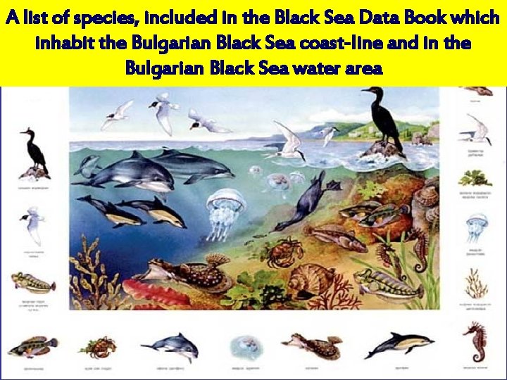 A list of species, included in the Black Sea Data Book which inhabit the