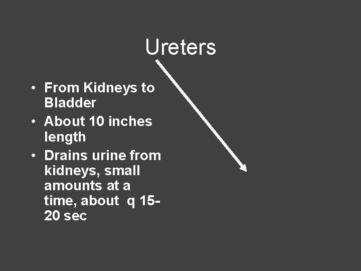 Ureters • From Kidneys to Bladder • About 10 inches length • Drains urine