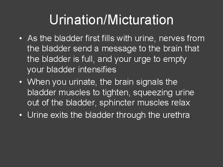 Urination/Micturation • As the bladder first fills with urine, nerves from the bladder send