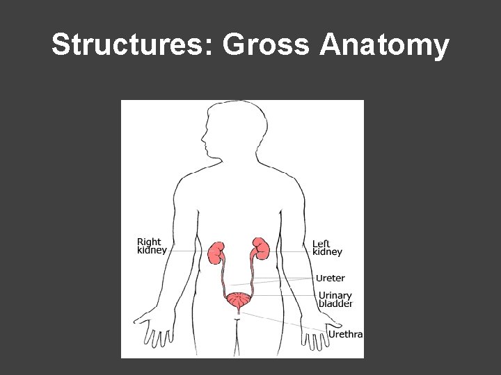 Structures: Gross Anatomy 