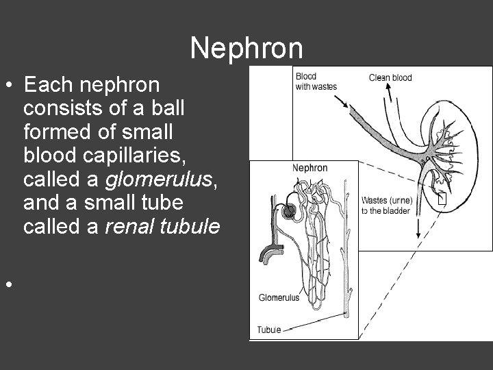 Nephron • Each nephron consists of a ball formed of small blood capillaries, called