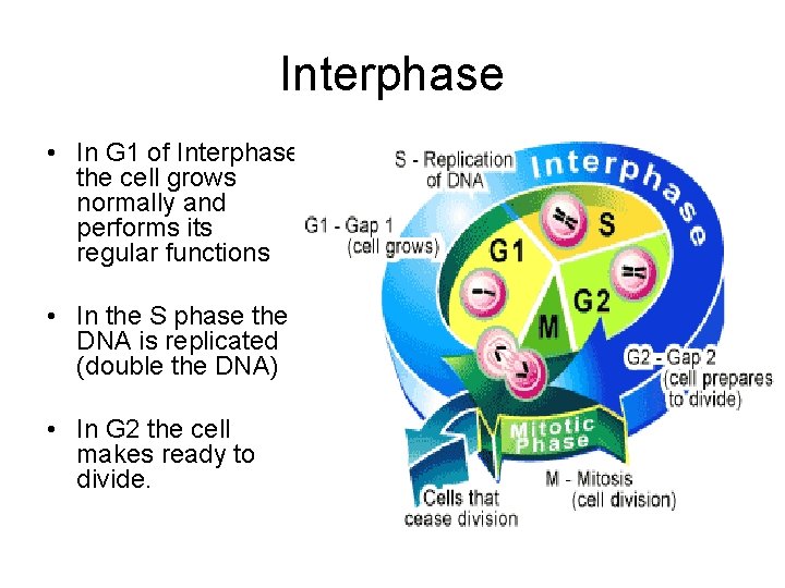 Interphase • In G 1 of Interphase the cell grows normally and performs its