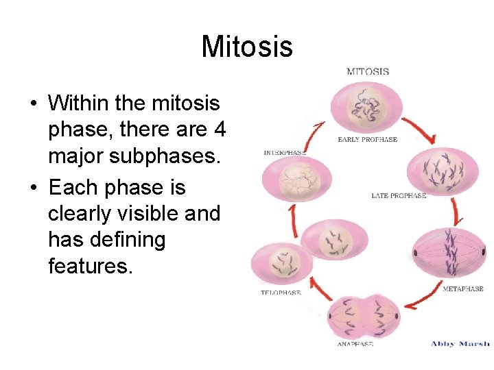 Mitosis • Within the mitosis phase, there are 4 major subphases. • Each phase