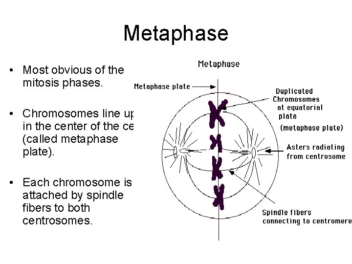 Metaphase • Most obvious of the mitosis phases. • Chromosomes line up in the